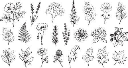Set of artistic hand drawn botanical sketches including roses lavender wildflowers foxgloves and eucalyptus branches for organic branding and wedding invitations © HexaFrame