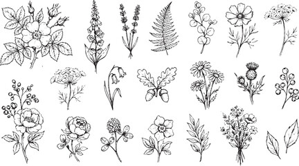 Set of detailed hand drawn botanical illustrations featuring roses foxgloves lavender fern leaves and oak acorns for elegant stationery and organic graphic design © HexaFrame