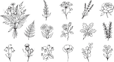 Collection of hand drawn botanical sketches featuring daisy bouquets lavender sprigs fern leaves oak branches and wildflowers for organic graphic design projects © HexaFrame