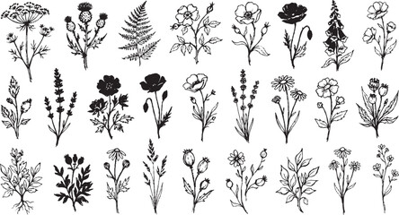 Set of hand drawn botanical illustrations including wildflowers thistles ferns roses poppies and foxgloves for organic design and nature inspired graphic projects © DARK GRASS