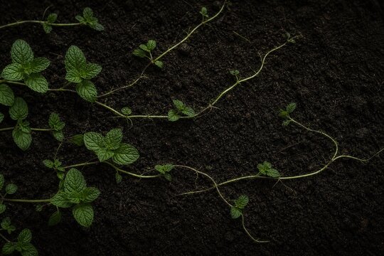 Mint plant runners creeping across dark soil, a time-lapse inspired minimalist composition.