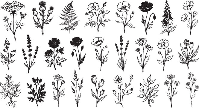 Set of hand drawn botanical illustrations including wildflowers thistles ferns roses poppies and foxgloves for organic design and nature inspired graphic projects