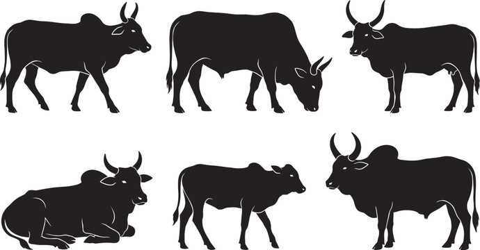 Indian Zebu Cow and Bull Silhouette Vector Set with Various Poses Including Grazing, Standing, and Sitting Animals for Farming and Agriculture Designs