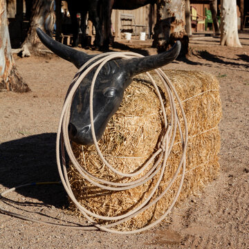 Roping Practice Cow Head on Hay Bale