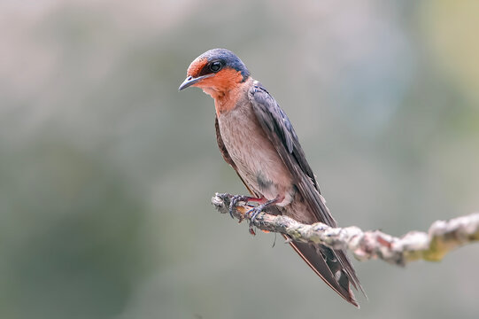  A Pacific swallow (Hirundo javanica) perched elegantly on a textured tree branch against a soft blurred background.