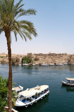 Palm Tree and Nile Boats in Aswan