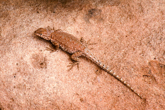 Desert Lizard Warming up on a Rock 