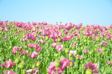 Obraz premium Blooming Field of Pink Poppies Under Blue Sky