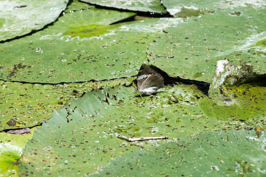 A white-edged blue baron (Euthalia phemius) butterfly on the lily pad.