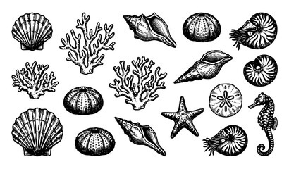 Hand Drawn Ocean Life Elements Collection with Seashells Coral Starfish Seahorse and Marine Objects © Madhobe