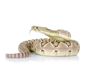 Naklejka premium Ocellated Rattlesnake Coiled Alert on White Background