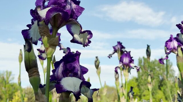 Vibrant purple and white iris flowers sway in a gentle breeze. They grow beautifully in a green field under a clear blue sky with soft clouds.
