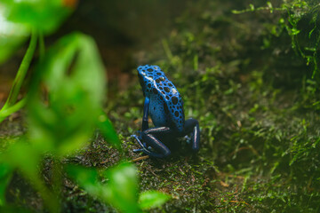 Naklejka premium blue poison dart frog resting on mossy branch surrounded by lush green tropical plants, vibrant colors and detailed texture highlighted in natural humid rainforest environment