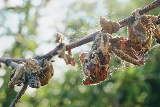 Fungal disease monilinia causing fruit rot and decay on plum tree in an orchard