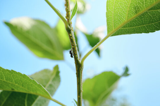 Ant guarding colony of aphids feeding on plant stem, showing symbiosis