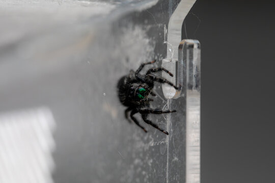 Macro Portrait of Female Bold Jumping Spider (Phidippus audax) in a Naturalistic Terrarium