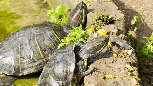 Two red-eared slider turtles climb onto a rocky, mossy concrete edge. Their slow movements are surrounded by the constant, lively hum of a busy city park in springtime.