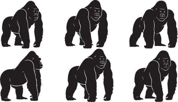 Realistic silverback gorilla walking poses high quality vector silhouette illustration set for eps.