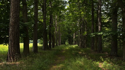 Obraz premium Larch alley in Mariz at Slavonice, South Bohemian Region, Czech Republic, Europe 