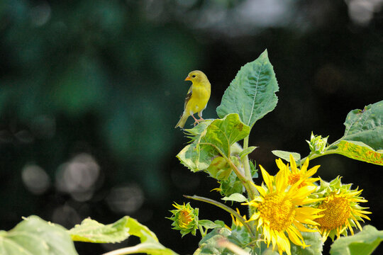 Gold finch little yellow and black songbird perched high on sunflowers. 
