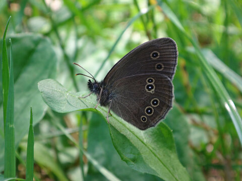 The ringlet butterfly (Aphantopus hyperantus) resting on a green leaf