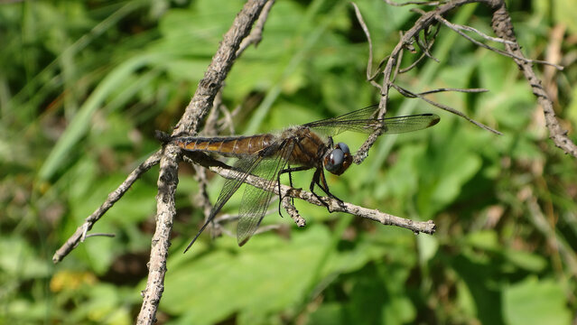 The scarce chaser dragonfly (Libellula fulva), mature female resting on a dry twig