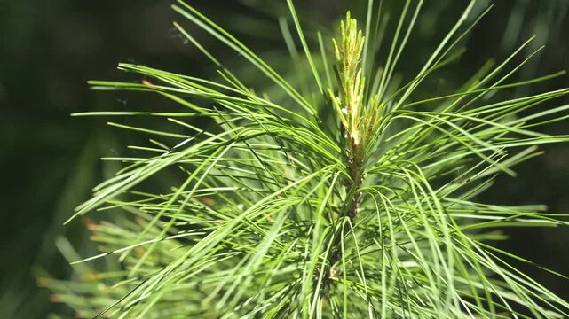 Close-up of vibrant green pine needles swaying gently. Sharp focus highlights fine textures and natural patterns. Background softly blurred to emphasize foreground detail