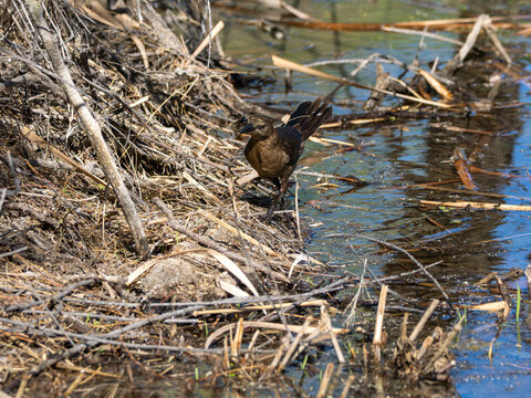 Curve-billed Thrasher in Arizona