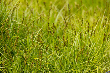 Fototapeta premium Carex muskingumensis is a species of sedge known by the common name Muskingum sedge. Natural green background