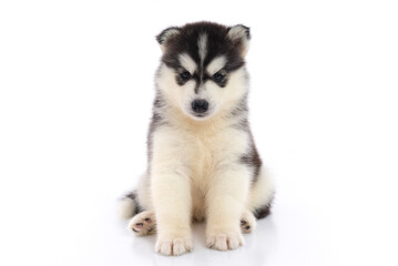 Obraz premium Adorable black and white Siberian Husky puppy sitting and looking straight at camera isolated on white background.