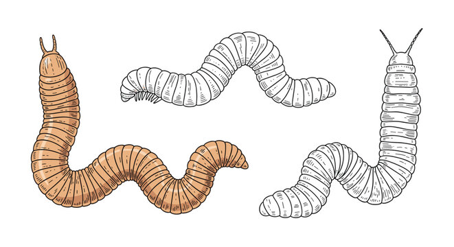 Detailed drawing of four millipedes or worms shown in different colors and line art styles on a plain white background for biology study.
