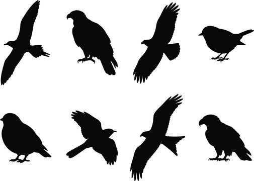 Set of birds silhouettes including predatory eagles hawks flying songbirds and perched sparrows for wild nature design