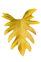 Beautiful yellow philodendron leaf isolated on white background, exotic tropical plant foliage for nature design, organic golden leaf texture with green spots © ILovePhoto_TH