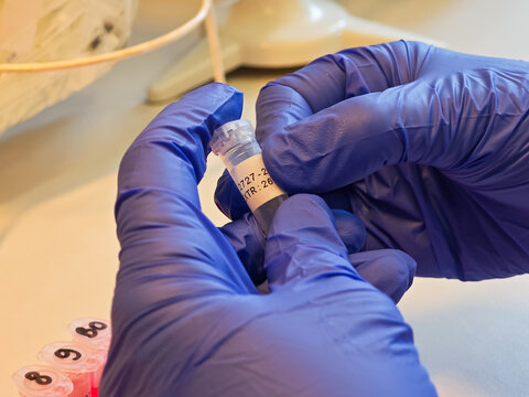 Laboratory technician securing identification label on microcentrifuge tube for traceable food sample DNA extraction