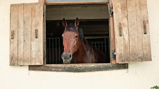 A horse stands at a barn window and gazes outside. The barn has wooden shutters and a light color. The scene shows a rural location with clear skies.