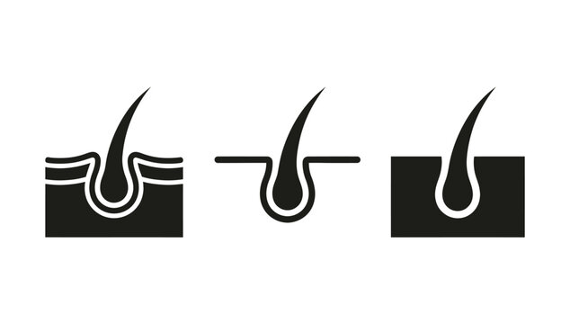 Hair follicle icon set. Containing skin layers and hair root. Vector illustration