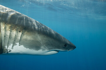 Great White shark in the Pacific Ocean © willtu
