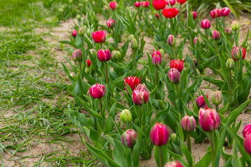 Fototapeta premium Vibrant tulips bloom in a serene garden during the gentle spring morning sun