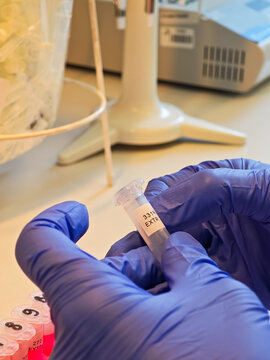 Laboratory technician inspecting labeled microcentrifuge tube before DNA extraction and molecular food analysis