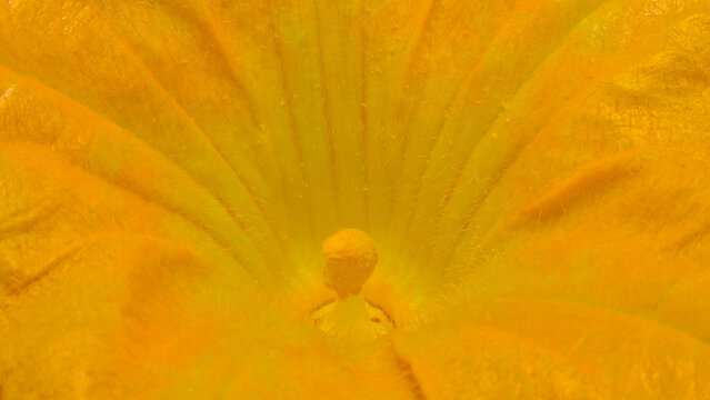 A close-up of the huge, beautiful flower of Cucurbita maxima in the full summer sunshine.