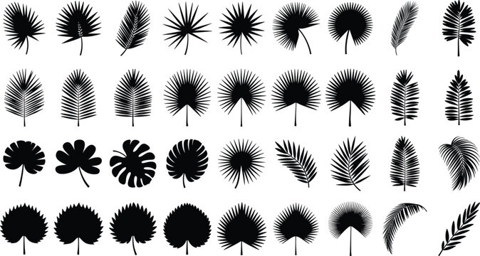 Tropical palm leaves silhouettes collection featuring black fern monstera fronds and exotic jungle flora isolated on white background