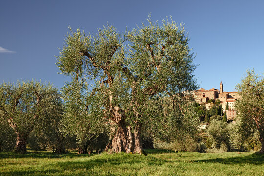 Seggiano, Grosseto, Tuscany, Italy: landscape with an old olive tree in the Tuscan countryside and medieval hill town