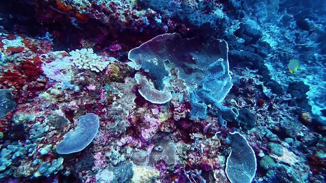 Delicate plate coral and blue sponges cover the vibrant reef at Bali, Gili Islands. The colorful marine landscape offers incredible textures and shapes for underwater photography and diving.