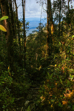 Montane tropical rainforest on Mount Murud, Sarawak, Borneo