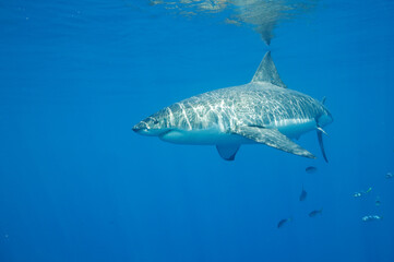 Great White shark in the Pacific Ocean © willtu