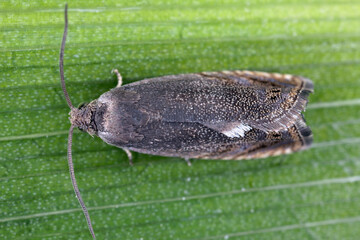 Fototapeta premium Cydia nigricana, the pea moth. Pest of cultivated and garden peas and various related Leguminosae.