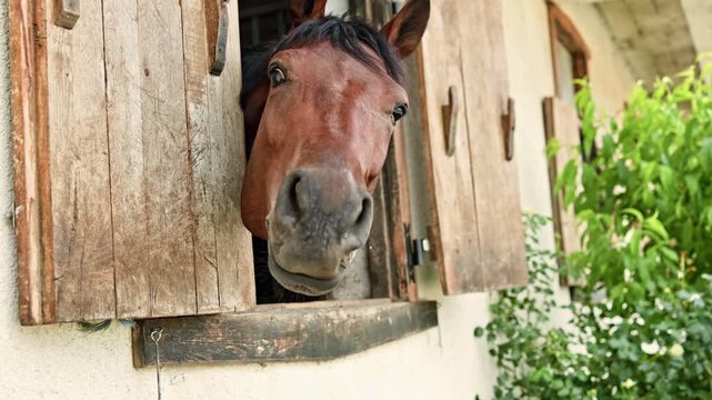 A horse stands at the window of a stable, its head leaning out to observe the surroundings. Green plants grow close to the stable, creating a natural setting.