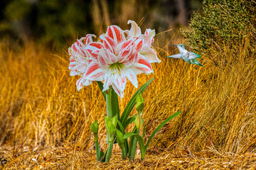 Naklejka premium Amaryllis flower and Hummingbird in the field