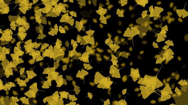 紅葉 いちょう 大 回転ランダム 銀杏色 パターン01 ループ 10秒（透過背景）