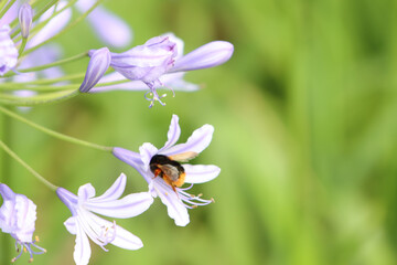 Bumblebee Pollinating Purple Flowers in Garden © TrinhBaoTran